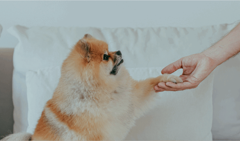 Pommeraner gibt seiner Besitzerin die Pfote auf einem weißen Sofa, symbolisiert Vertrauen und Interaktion zwischen Mensch und Hund.
