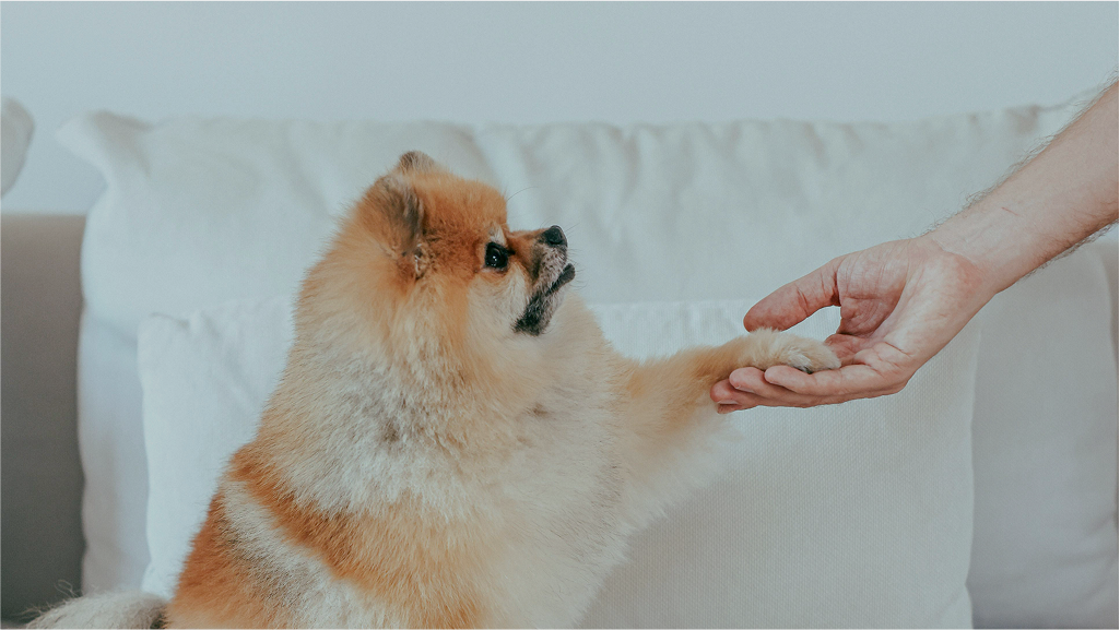 Pommeraner gibt seiner Besitzerin die Pfote auf einem weißen Sofa, symbolisiert Vertrauen und Interaktion zwischen Mensch und Hund.